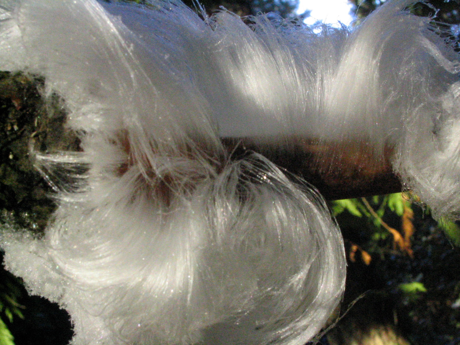 Hair Ice found on the hiking trails in Washington