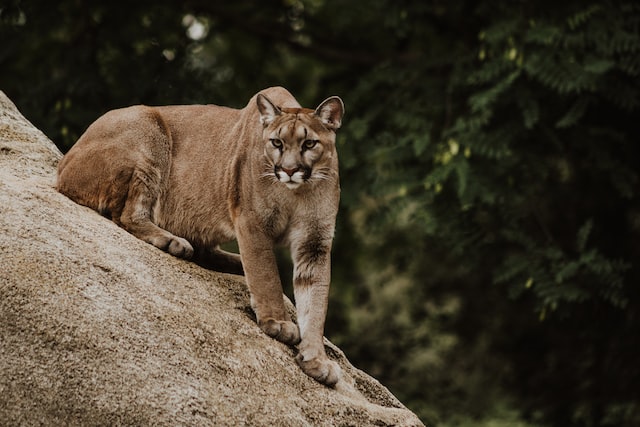 Protecting Yourself from Cougars While Hiking: Tips and Advice